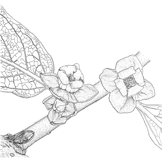 Diospyros lotus Blüten